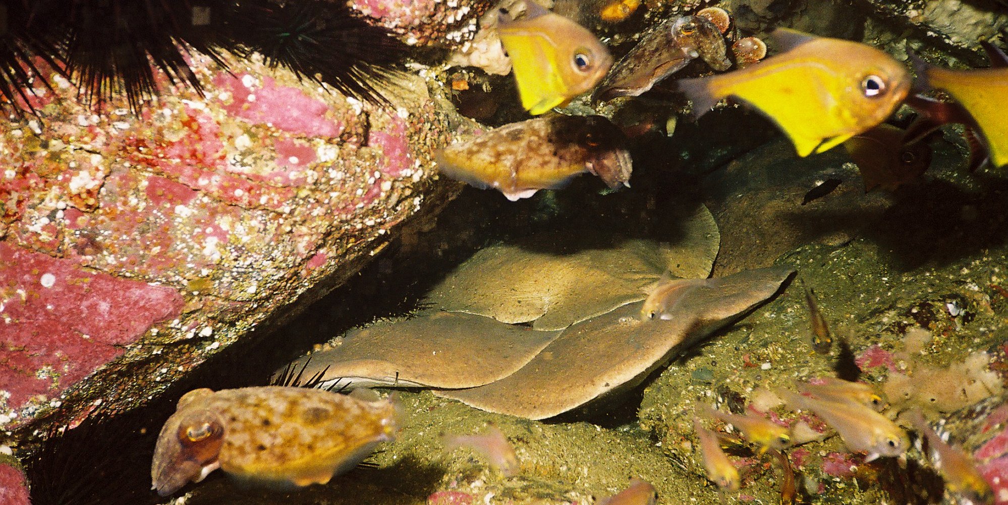 Diving in Australia 2007 Diving in Australia 2007