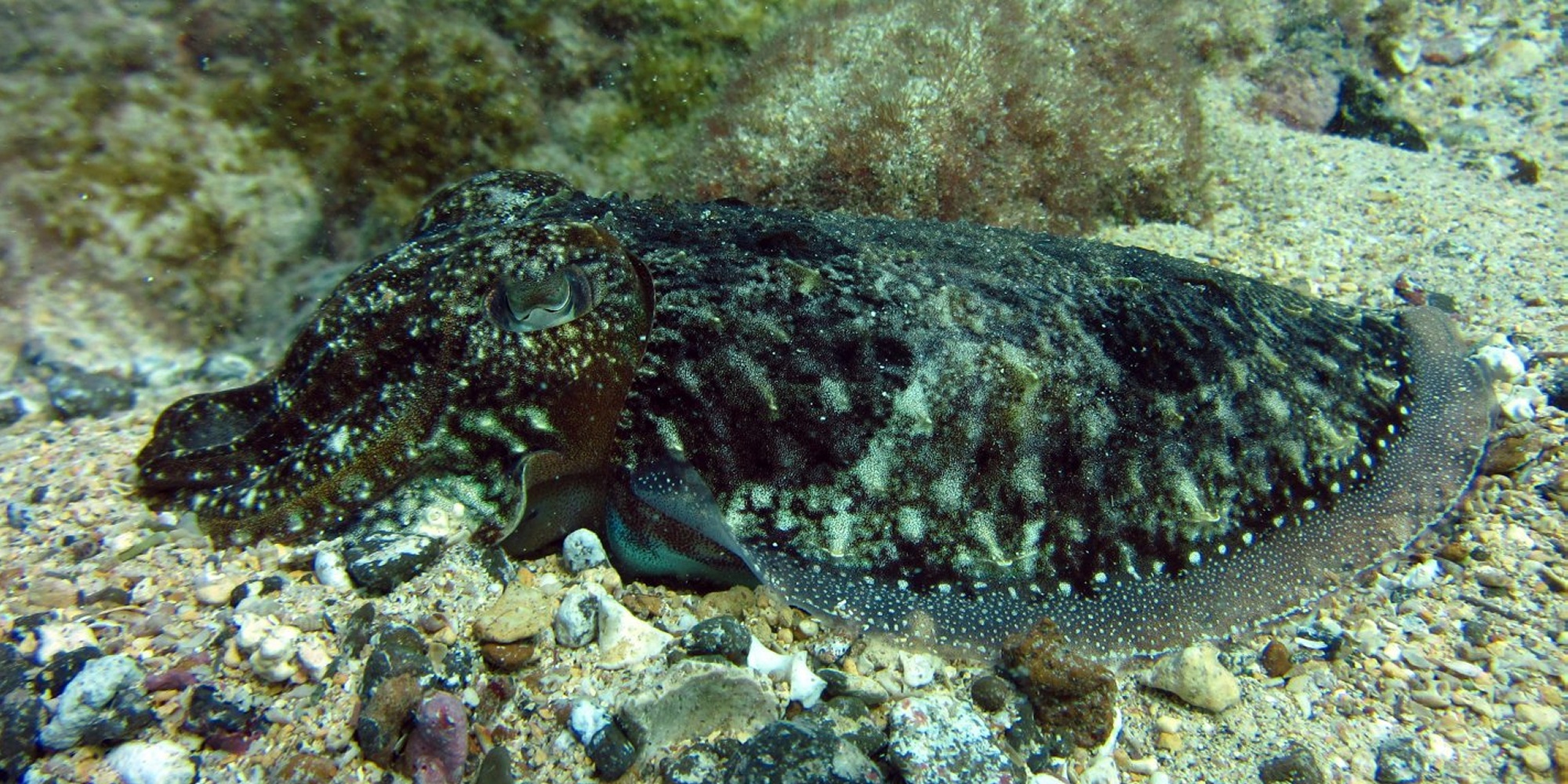 Diving in Europe 2015