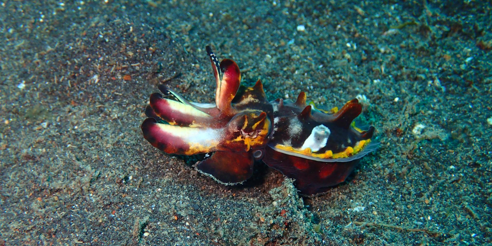 Diving in Asia & Africa 2017-18