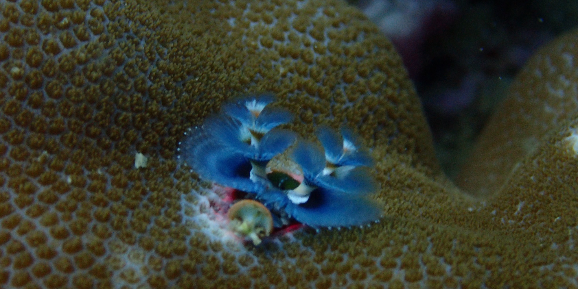 Scuba Diving Kamala Beach, Thailand 2017