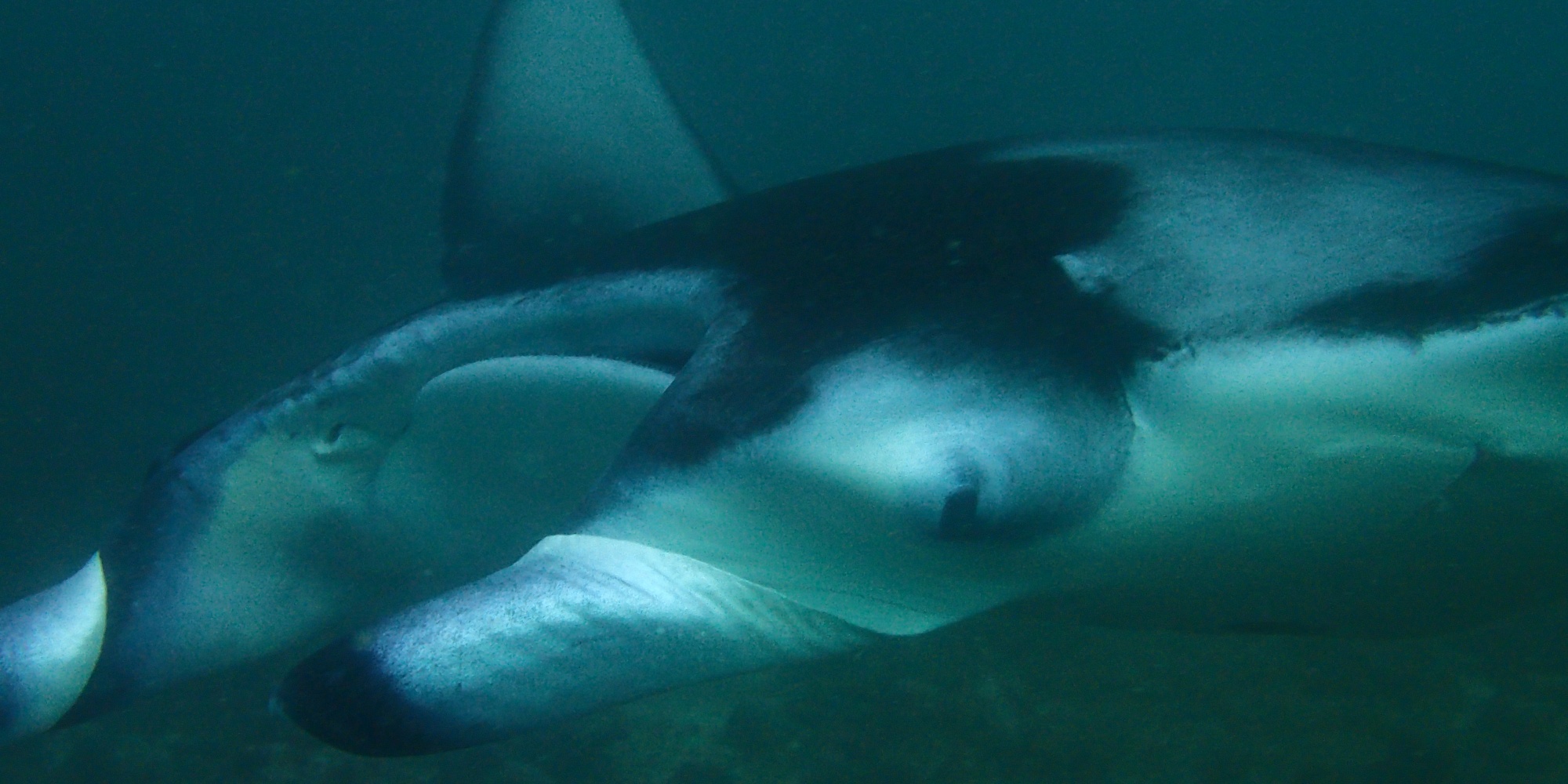 Scuba Diving, Maldives, 2017