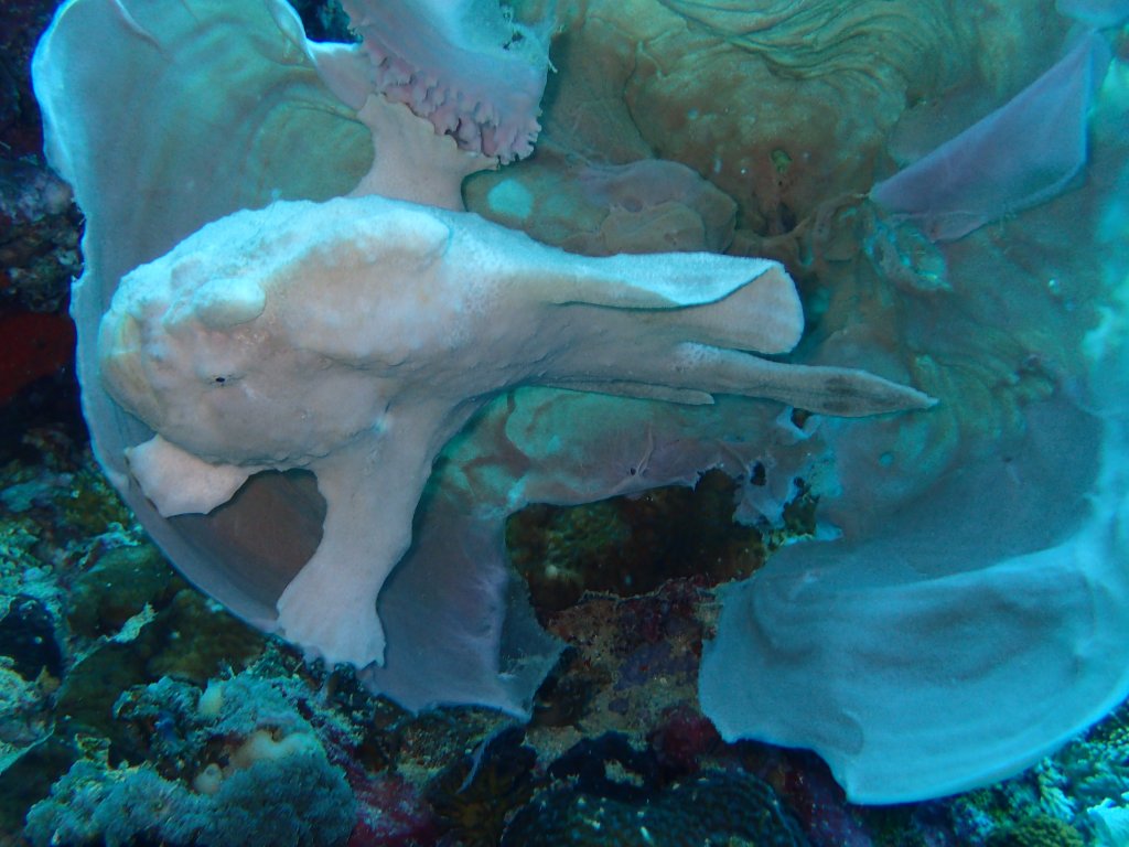 Scuba Diving Cebu, Philippines 2017