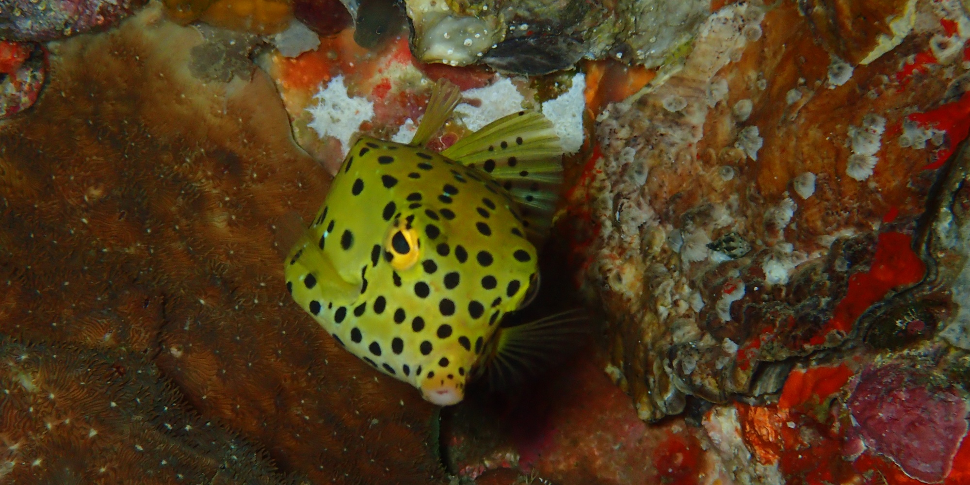 Scuba Diving Similan Islands, Thailand 2017