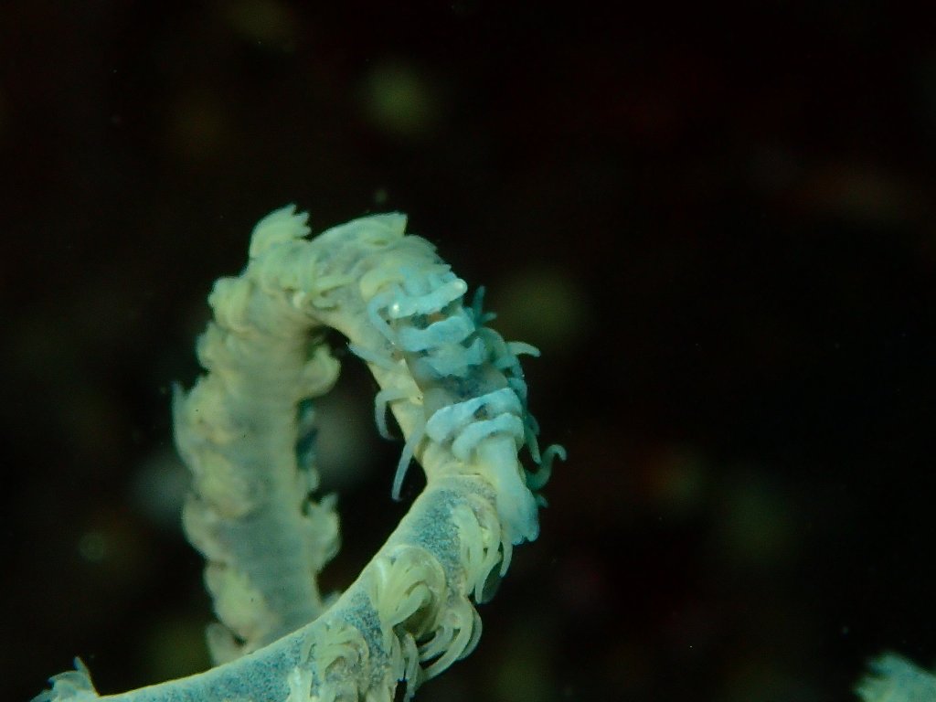 Scuba Diving, amed, Indonesia 2018