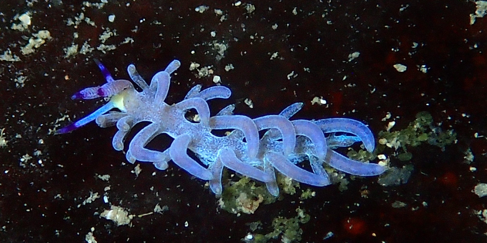 Diving in Asia 2018-2019