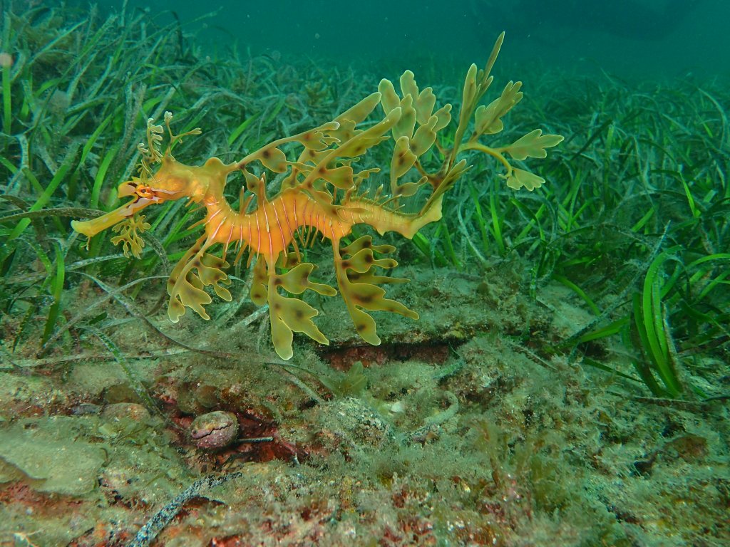 Scuba Diving, rapid bay, Australia, 2019