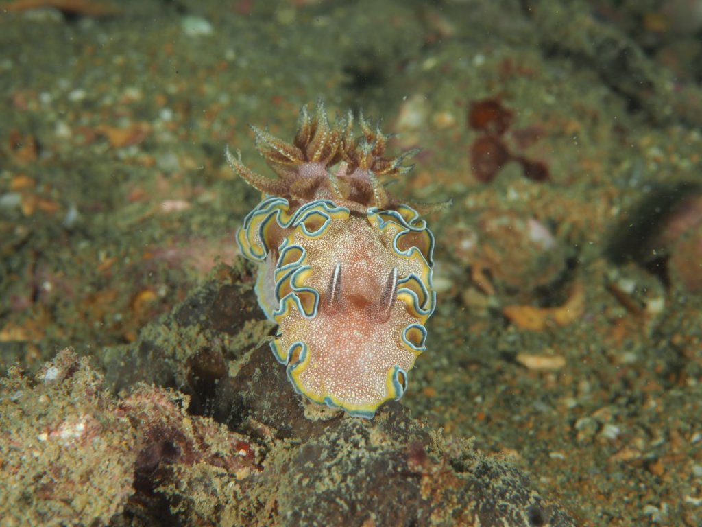 Scuba Diving Kao Lak, Thailand 2019