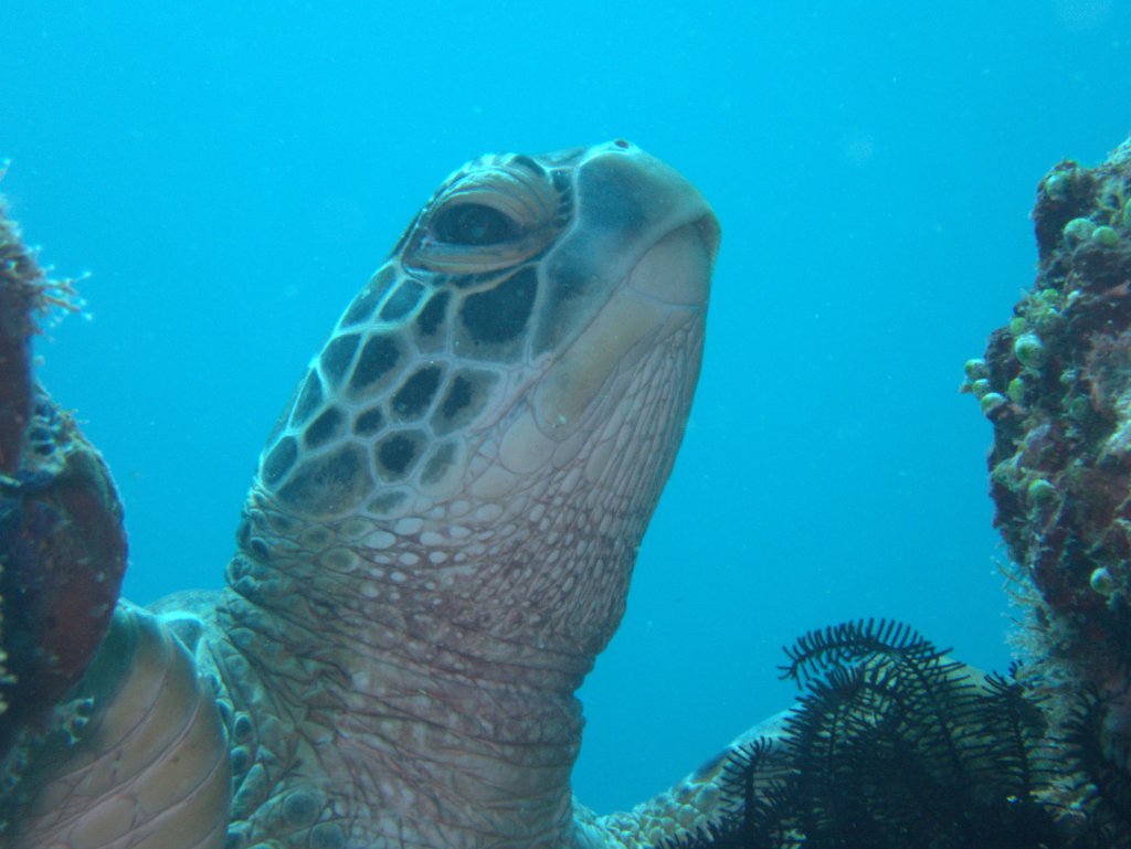 Scuba Diving Gili Air, 2019