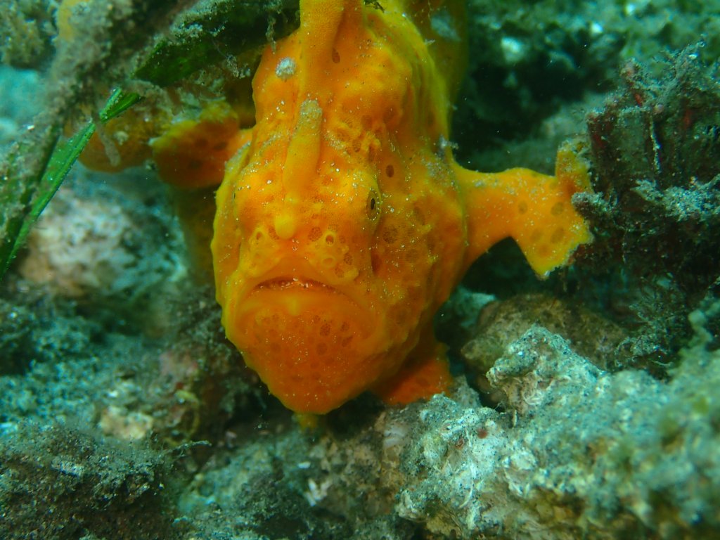 Scuba Diving, Lembeh Indonesia, 2019