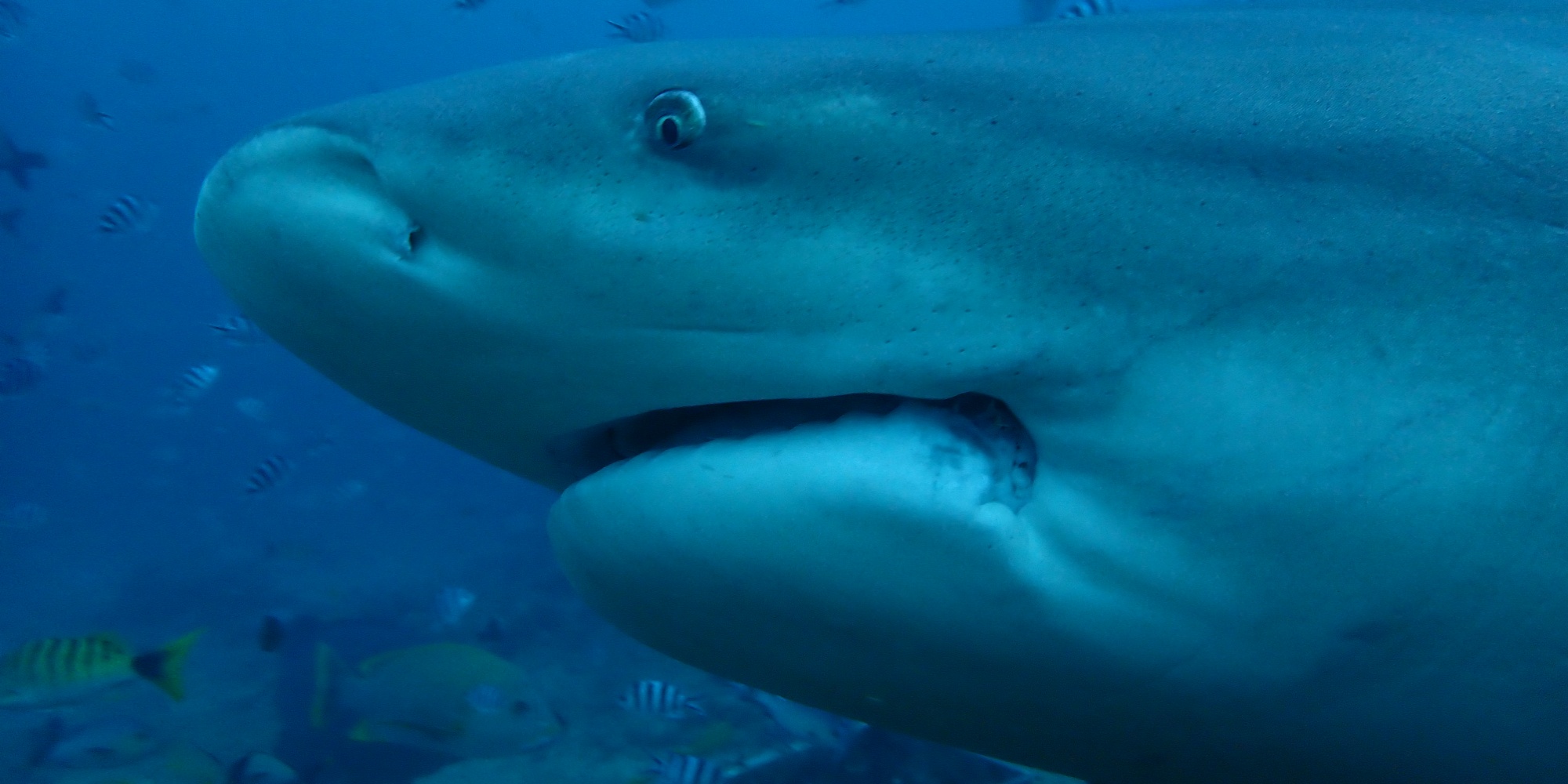 Diving in Asia 2019-2020