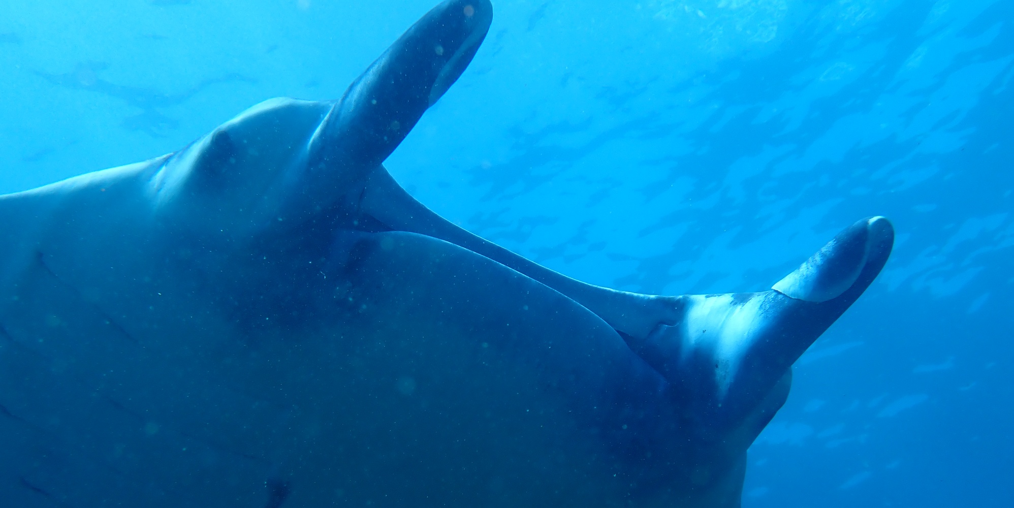 Diving in Indonesia 2022