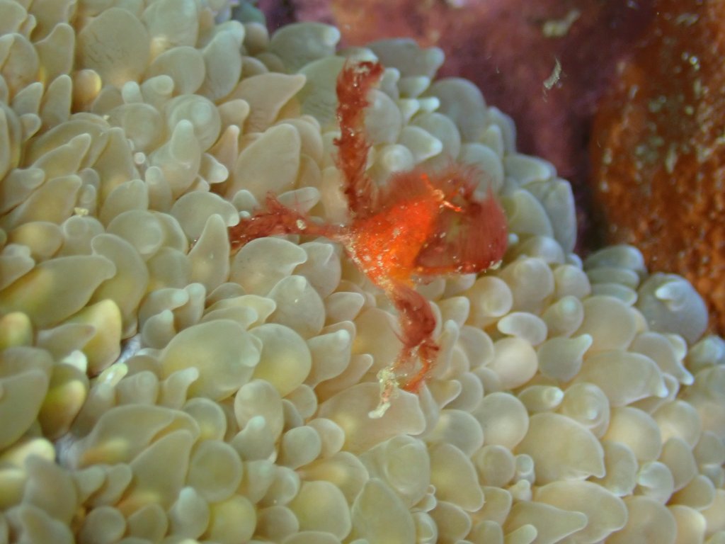 Jo and David scuba diving gili air, indonesia, november 2024