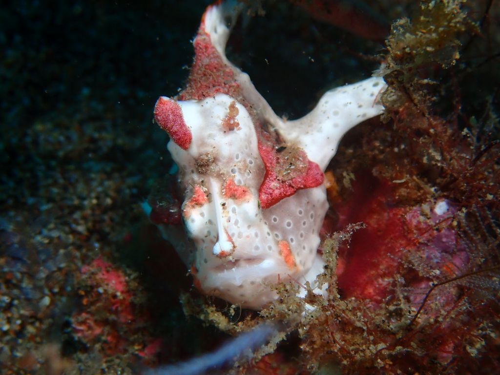 Jo and David scuba diving dauin, dumagete, philippines, february 2026