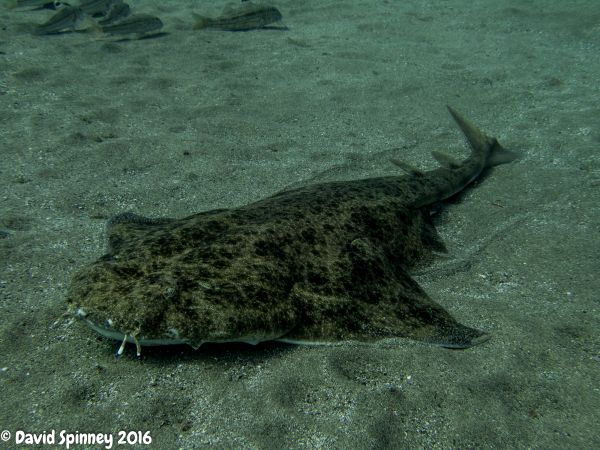 Diving in Lanzarote