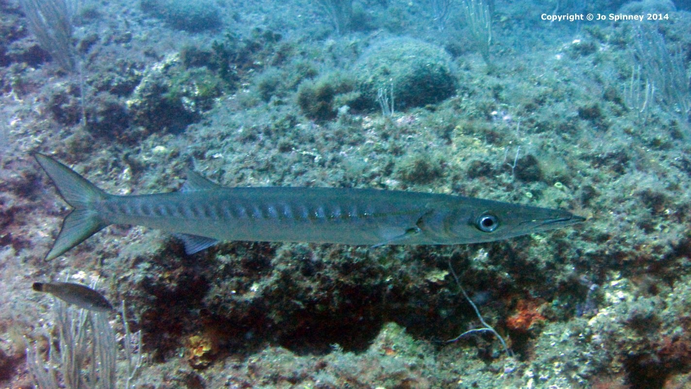 Jo and David Spinney scuba diving etartit, spain, 2014