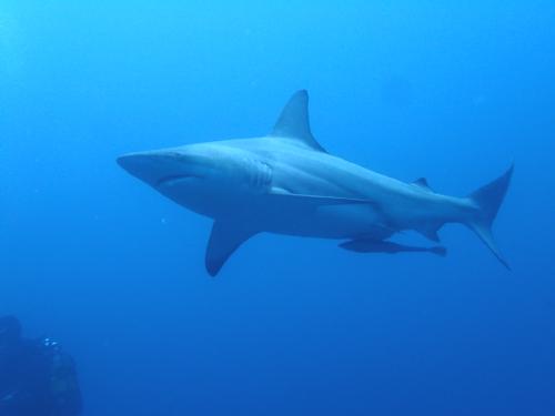 shark scuba diving in south africa